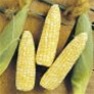Bulk Non GMO Trinity (Bi Color) - Sweet Corn Vegetable Seed