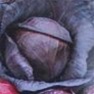 Shop Red Acre Cabbage Seeds - Bulk Premium Non-GMO Cabbage Seeds | Mainstreet Seed & Supply
