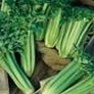 Buy Tall Utah Celery Seeds - Premium Bulk Green Celery Seeds | Mainstreet Seed & Supply