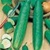 Buy Premium Quality Bulk Non GMO Burpless - Cucumber Vegetable Seed