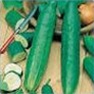 Buy Premium Quality Bulk Non GMO Burpless - Cucumber Vegetable Seed