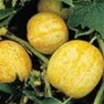 Shop Lemon Cucumber Seeds - Premium Bulk Cucumber Vegetable Seeds | Mainstreet Seed & Supply