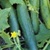 Buy Premium Quality Bulk Non GMO Marketmore - Cucumber Vegetable Seed