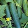 Buy Premium Quality Bulk Non GMO Marketmore - Cucumber Vegetable Seed