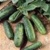 Bulk Non GMO National Pickling - Cucumber Vegetable Seed