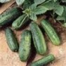 Bulk Non GMO National Pickling - Cucumber Vegetable Seed