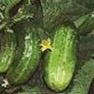 Bulk Non GMO SMR58 Pickling - Cucumber Vegetable Seed