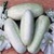 Bulk Non GMO White Wonder - Cucumber Vegetable Seed