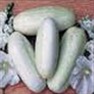 Bulk Non GMO White Wonder - Cucumber Vegetable Seed