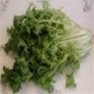 Bulk Non GMO Green Curled Ruffec - Endive Vegetable Garden Seed