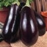 Buy Premium Quality Bulk Black Beauty - Egg Plant Seeds - Garden Seed