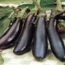 Shop Bulk Long Purple Eggplant Seeds - Premium Non-GMO Eggplant Seeds | Mainstreet Seed & Supply