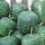 Shop Apple Gourd Seeds - Bulk Premium Non-GMO Gourd Seeds | Mainstreet Seed & Supply