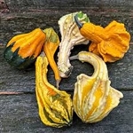 Bulk Non GMO Autumn Wings - Small - Gourd Vegetable Garden Seed