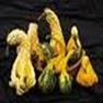 Bulk Non GMO Autumn Wings - Small - Gourd Vegetable Garden Seed