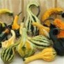 Bulk Non GMO Autumn Wings - Large - Gourd Vegetable Garden Seed