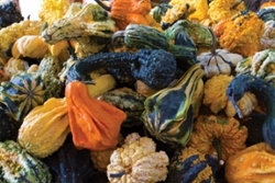 Bulk Non GMO Autumn Wings - Large - Gourd Vegetable Garden Seed
