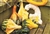 Bulk Non GMO Autumn Wings - Medium - Gourd Vegetable Garden Seed