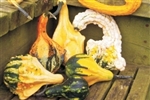 Bulk Non GMO Autumn Wings - Medium - Gourd Vegetable Garden Seed