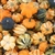 Galaxy of Stars - Gourd Seeds - Vegetable Garden Seed