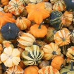 Galaxy of Stars - Gourd Seeds - Vegetable Garden Seed