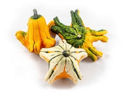 Buy Premium Quality Bulk Non GMO Gizmo - Gourd Vegetable Garden Seed