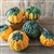 Bulk Non GMO Hoargarth - Gourd Vegetable Garden Seed