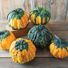 Bulk Non GMO Hoargarth - Gourd Vegetable Garden Seed