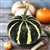 Buy Premium Quality Bulk Non GMO Small Flat Stripe - Gourd Vegetable Garden Seed
