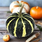 Buy Premium Quality Bulk Non GMO Small Flat Stripe - Gourd Vegetable Garden Seed