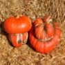 Bulk Non GMO Turks Turban - Gourd Vegetable Garden Seed