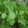 Buy Premium Quality Bulk Non GMO Arugula - Herb Vegetable Garden Seed