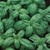 Bulk Non GMO Basil (Genovese) - Herb Vegetable Garden Seed