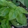 Bulk Non GMO Basil (Italian Large Leaf) - Herb Vegetable Garden Seed