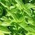 Bulk Non GMO Basil (Lemon) - Herb Vegetable Garden Seed