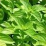 Bulk Non GMO Basil (Lemon) - Herb Vegetable Garden Seed