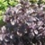 Bulk Non GMO Basil (Purple) - Herb Vegetable Garden Seed