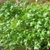 Bulk Non GMO Cress (Curled) - Herb Vegetable Garden Seed