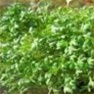 Bulk Non GMO Cress (Curled) - Herb Vegetable Garden Seed