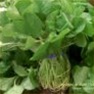 Bulk Non GMO Cress (Upland) - Herb Vegetable Garden Seed