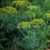 Shop Dill Plant Seeds - Bulk Premium Non-GMO Herb Seeds | Mainstreet Seed & Supply