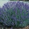 Bulk Non GMO Lavender - Herb Vegetable Garden Seed