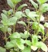 Bulk Non GMO Marjoram - Herb Vegetable Garden Seed
