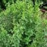 Bulk Non GMO Oregano (Italian) - Herb Vegetable Garden Seed