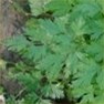 Bulk Non GMO Parsley (Dark Green Italian) - Herb Vegetable Garden Seed
