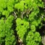 Bulk Non GMO Parsley (Moss Curled) - Herb Vegetable Garden Seed