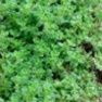 Buy Premium Quality Bulk Non GMO Thyme - Herb Vegetable Garden Seed