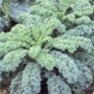 Bulk Non GMO Dwarf Blue Curled - Kale Vegetable Garden Seed