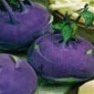Bulk Non GMO Purple Vienna - Turnip Vegetable Garden Seed