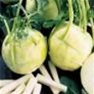 Bulk Non GMO White Vienna - Turnip Vegetable Garden Seed